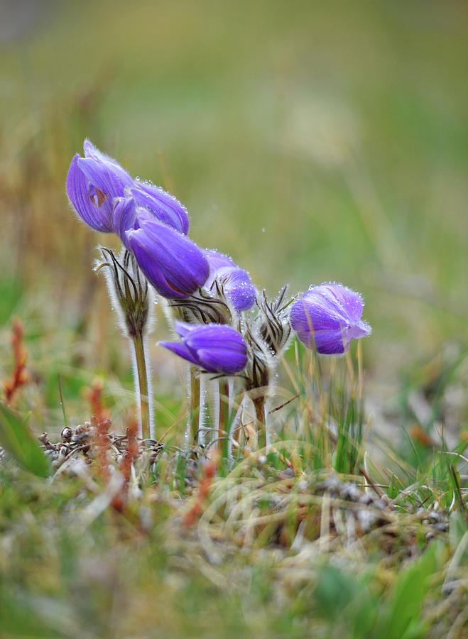 Pasque Flowers #1 Photograph by Whispering Peaks Photography