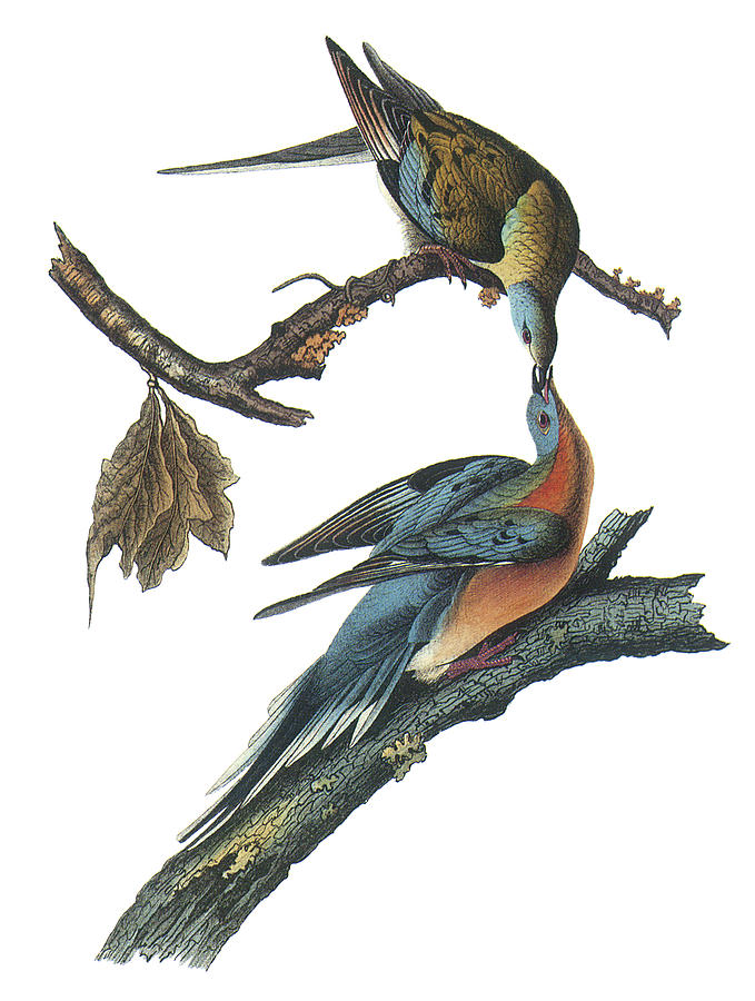 John James Audubon Painting - Passenger Pigeon #2 by John James Audubon
