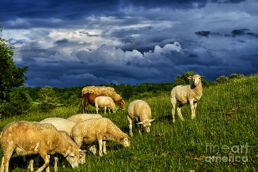Passing Storm and Sheep #2 Photograph by Thomas R Fletcher