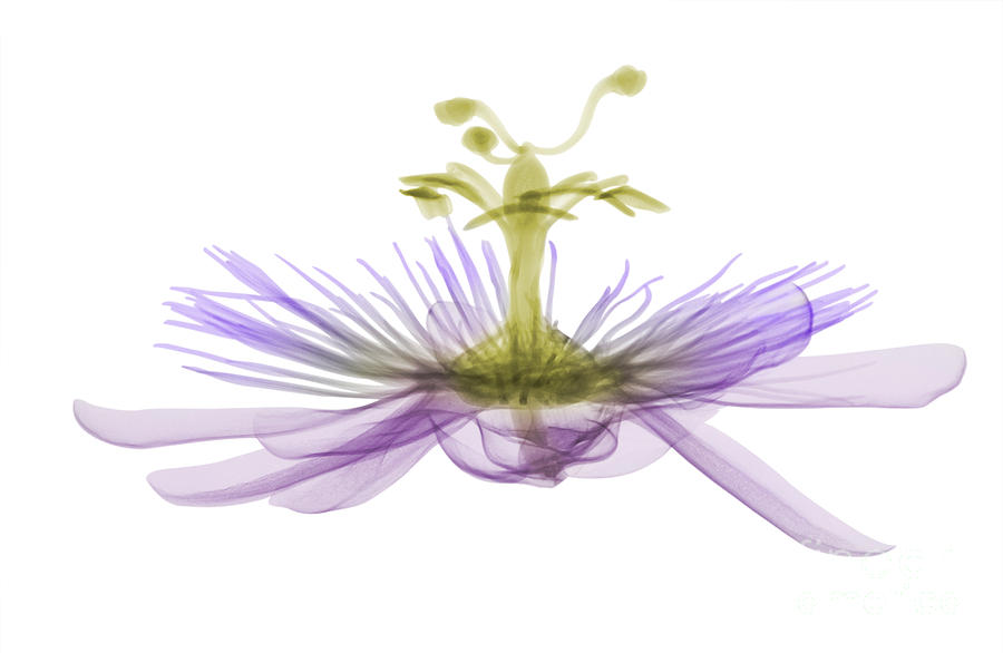 Passion Flower, X-ray #2 Photograph by Ted Kinsman