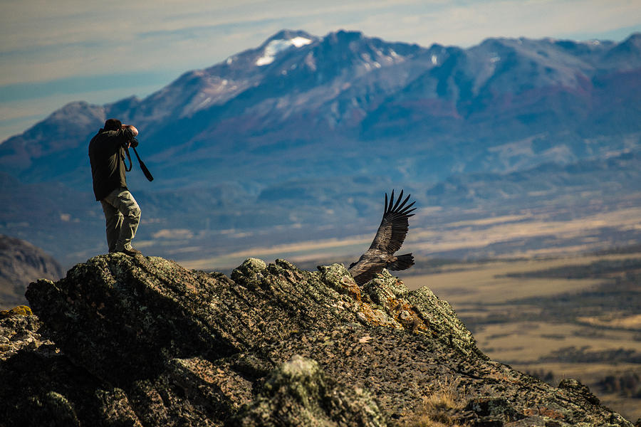 Patagonia Condor #2 Photograph by Walt Sterneman