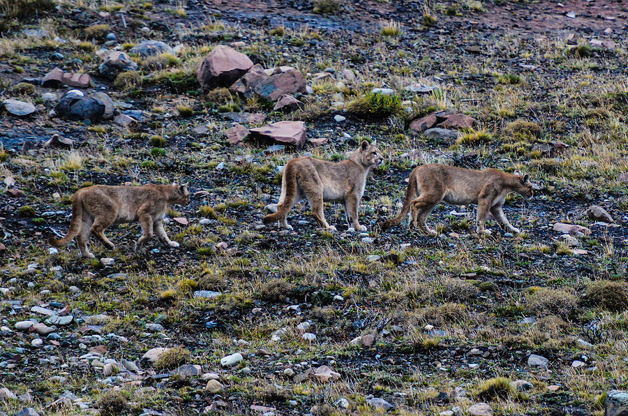 Patagonia Pumas #2 Photograph by Walt Sterneman