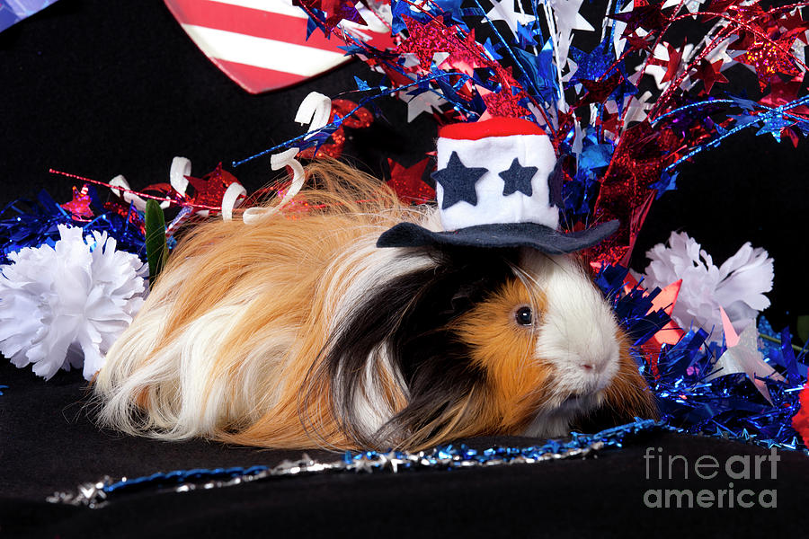 Patriotic Abyssinian Guinea Pig #2 Photograph by Anthony Totah