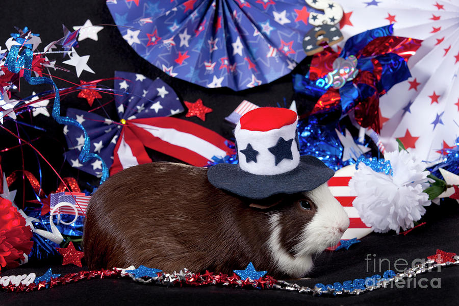 Patriotic American Guinea Pig #2 Photograph by Anthony Totah