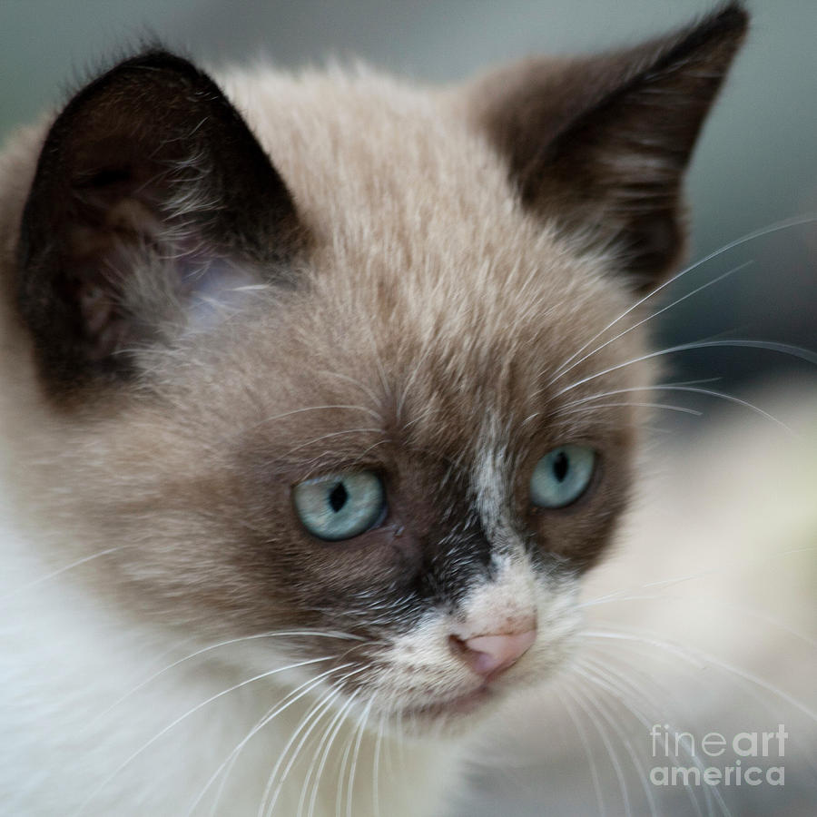 Pauls little cat #2 Photograph by Heiko Koehrer-Wagner