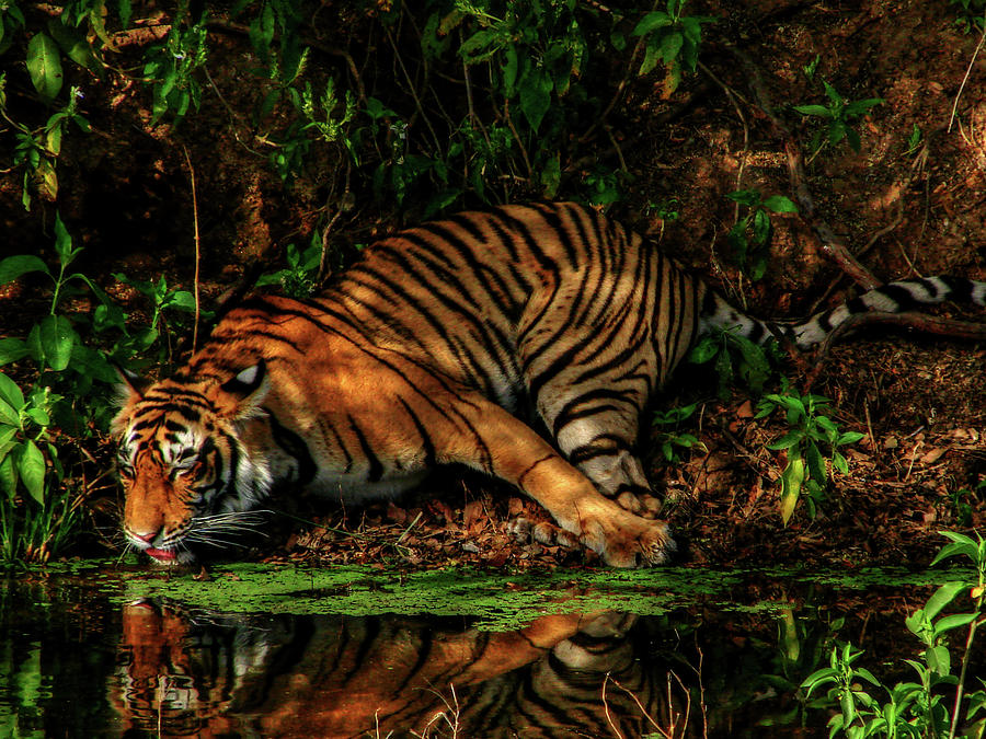 Paying homage to the Jungle King #2 Photograph by Rohit Chawla - Fine ...