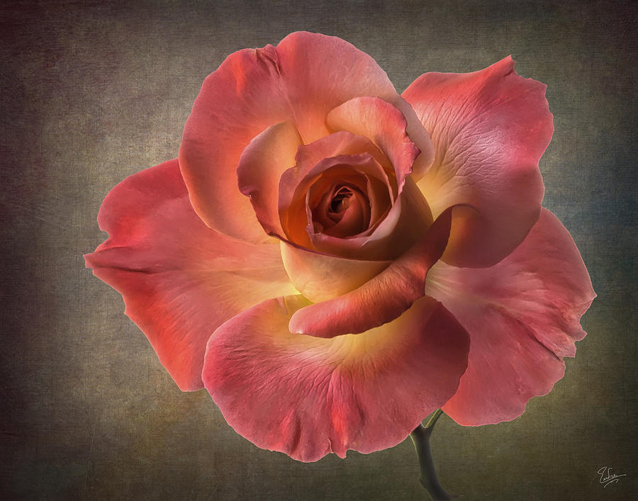 Peach Rose #2 Photograph by Endre Balogh