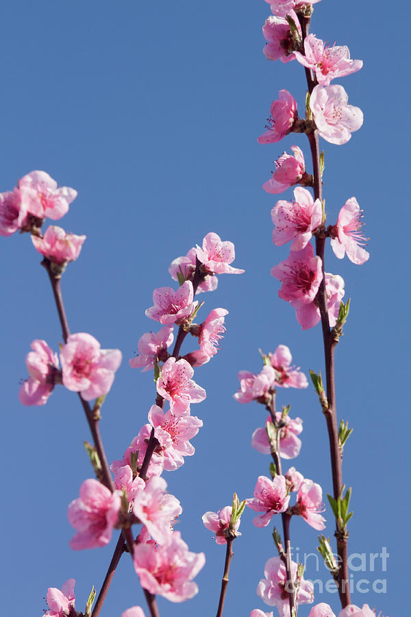 Peach tree flowers #2 Photograph by Irina Afonskaya