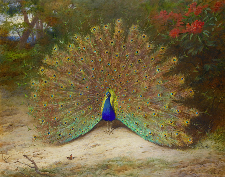 Peacock And Peacock Butterfly #2 Painting by Archibald Thorburn