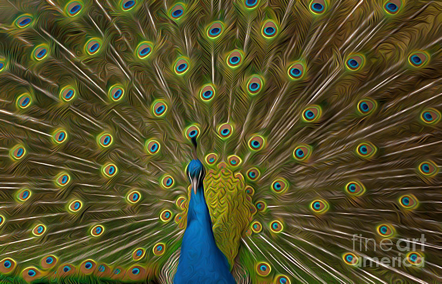 Peacock #2 Photograph by Andrew Michael