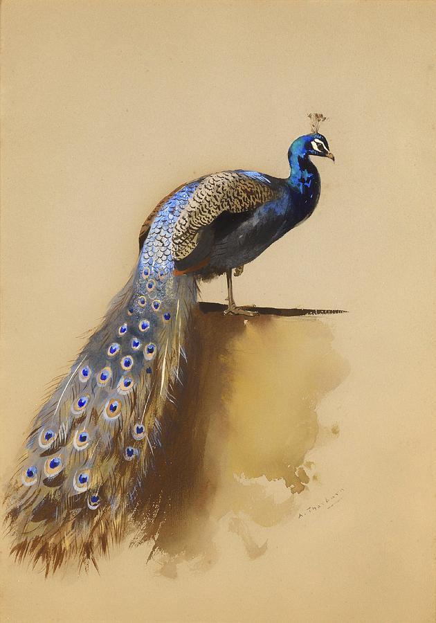 Vintage Painting - Peacock #2 by Mountain Dreams