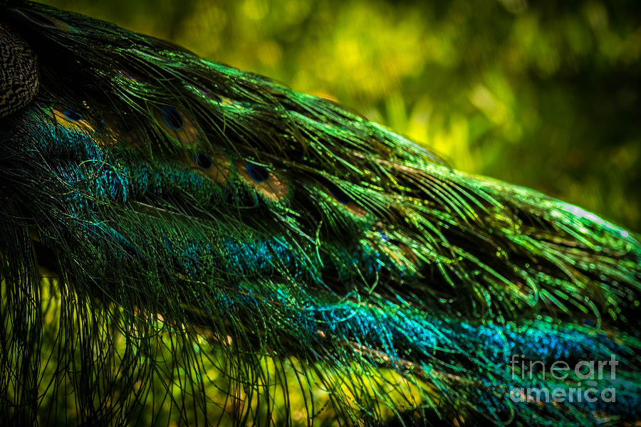 Peacock Feathers #3 Photograph by George Kenhan