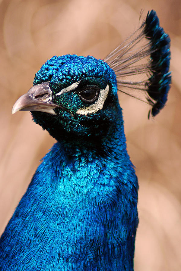 Peacock #2 Photograph by Gene Tatroe