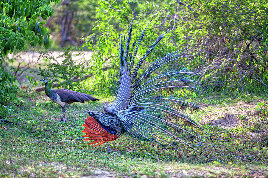 Peacock With Gorgeous Spread Colored Feathers Shows His Tail #2 Photograph by Gina Koch
