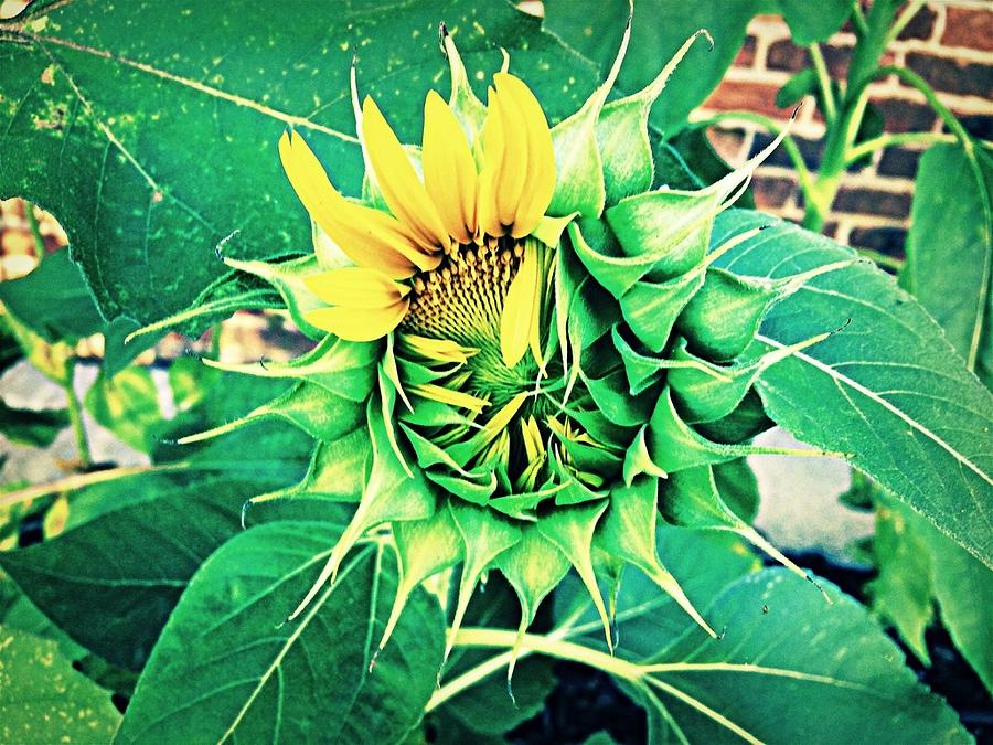 Peeping Sunflower Photograph by Angela Annas