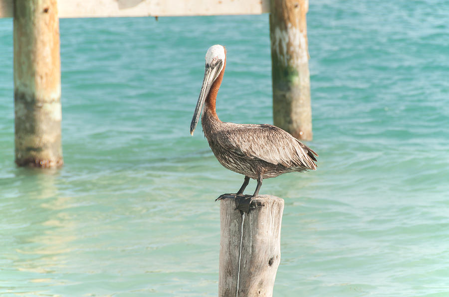 Pelican at Isla Mujeres #2 Digital Art by Carol Ailles