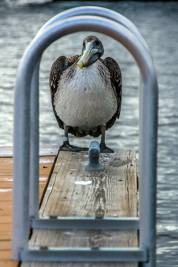 Pelican at the dock #2 Photograph by Wolfgang Stocker