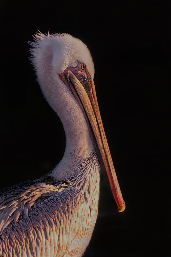 Pelican  #2 Photograph by Brian Cross