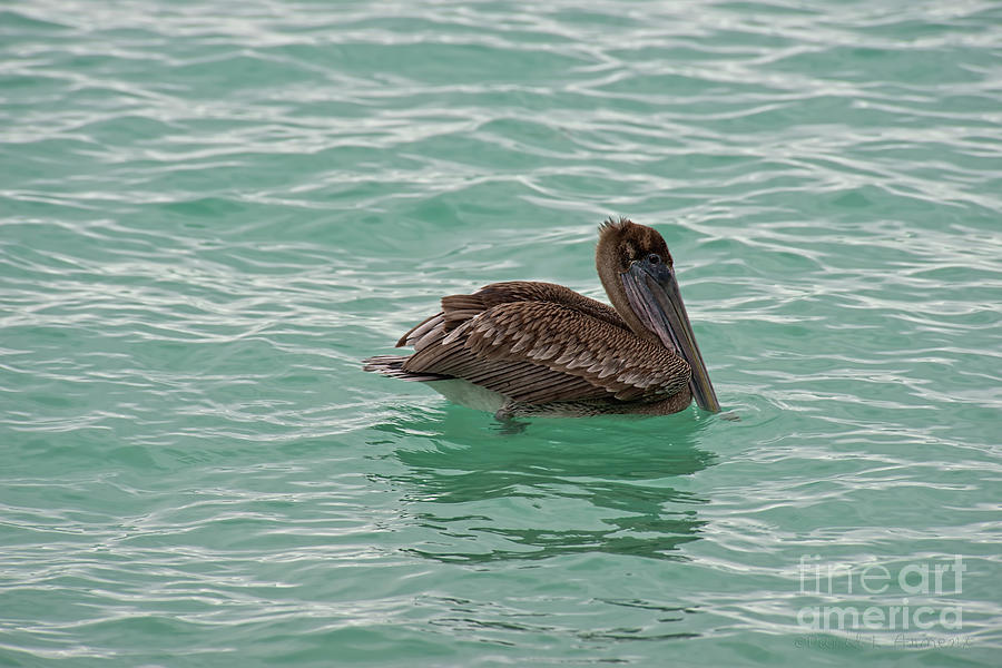 Pelican #2 Photograph by David Arment