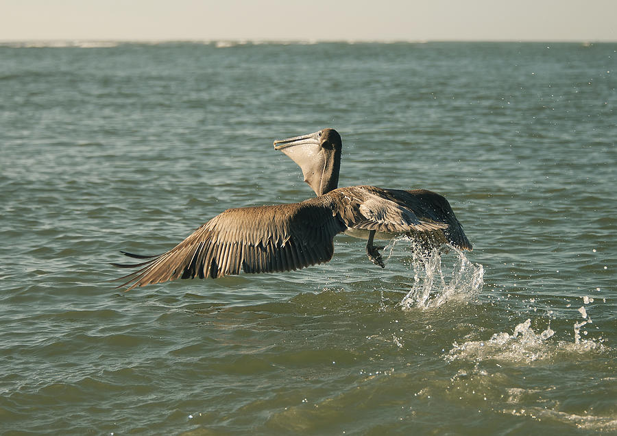 Pelican #2 Photograph by Gouzel -