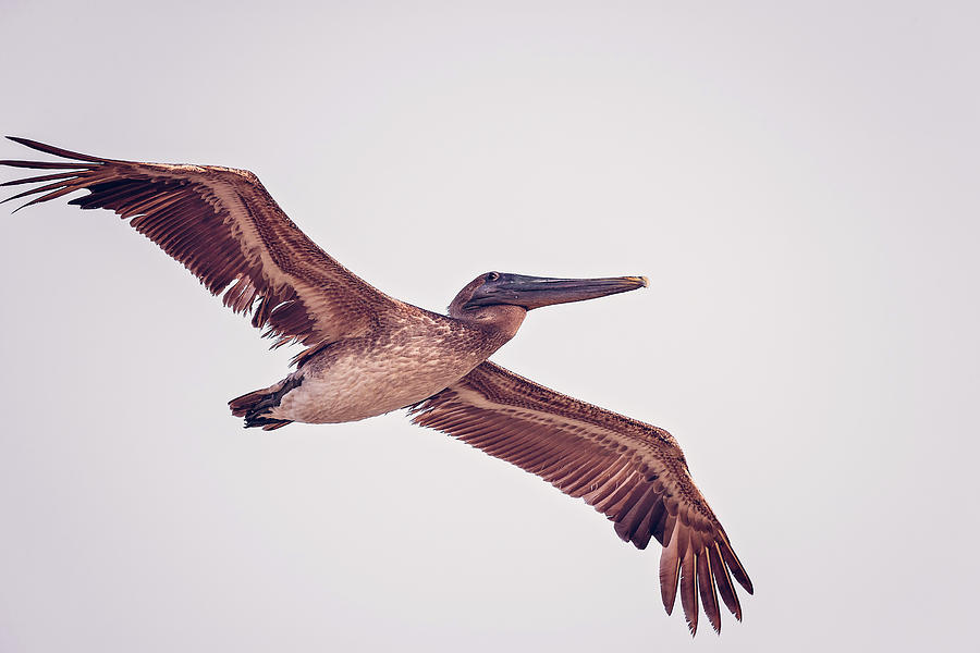 Pelican #2 Photograph by Peter Lakomy