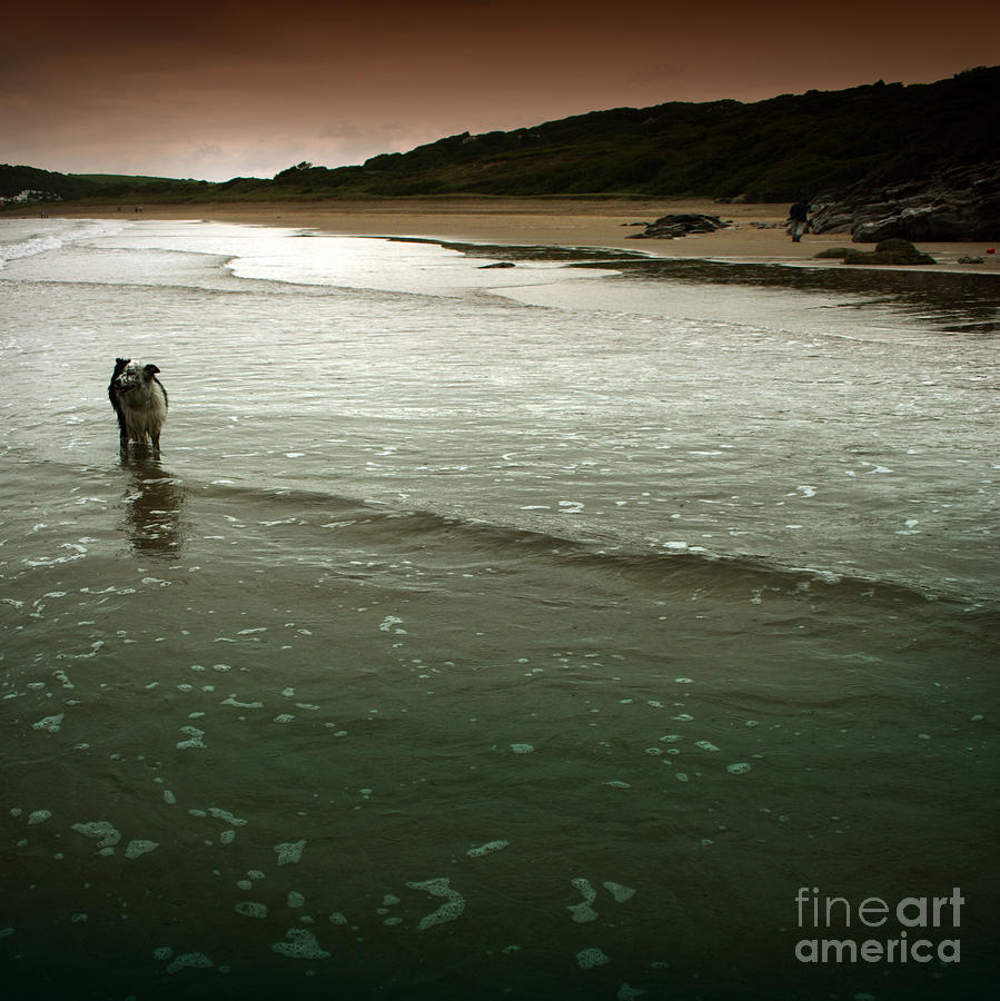 Dog Photograph - Pembrokeshire #2 by Ang El