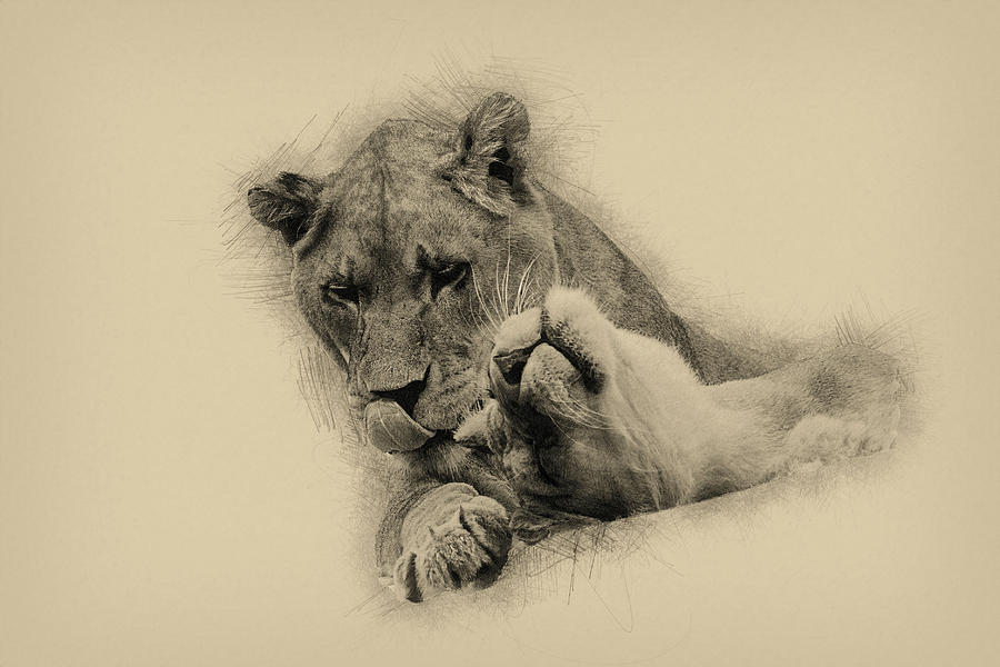 lion illustration of lion head and mane in hand drawn pencil sketch  isolated on white background, strong dangerous and powerful animal, african  safari wildlife Stock Illustration | Adobe Stock