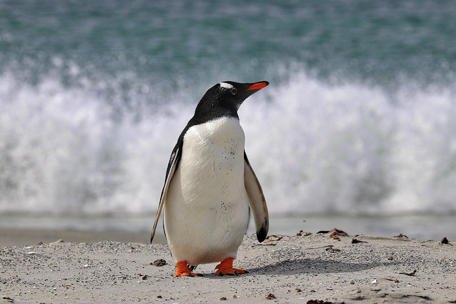 Penguins Falkland Islands #2 Photograph by Paul James Bannerman