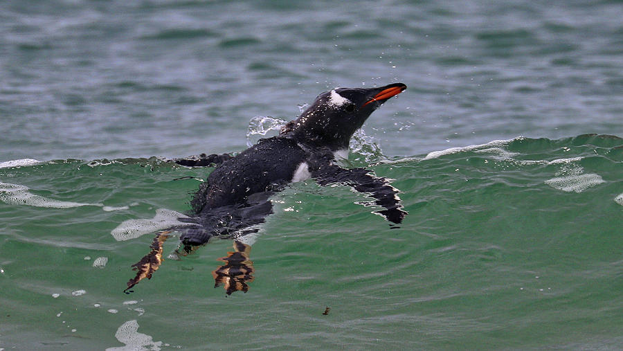 Penguins Kelp Point Falkland Islands #2 Photograph by Paul James Bannerman