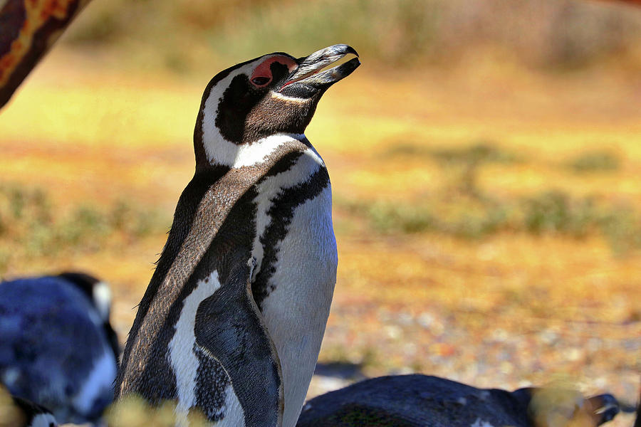Penguins Tombo Reserve Puerto Madryn Argentina #2 Photograph by Paul James Bannerman