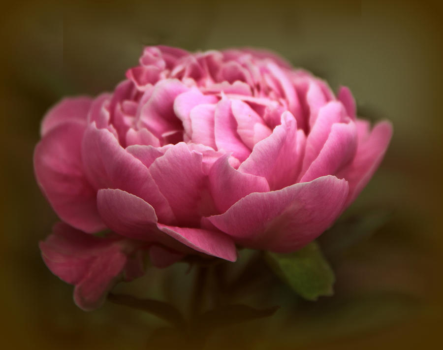 Peony Blossom #1 Photograph by Jessica Jenney