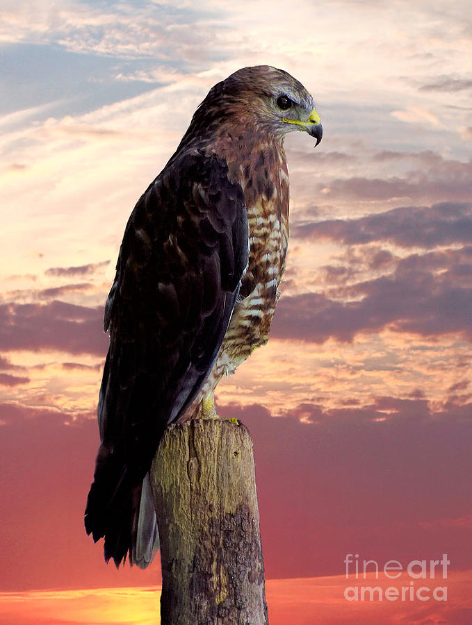 Peregrine Falcon #3 Photograph by Lynn Bolt