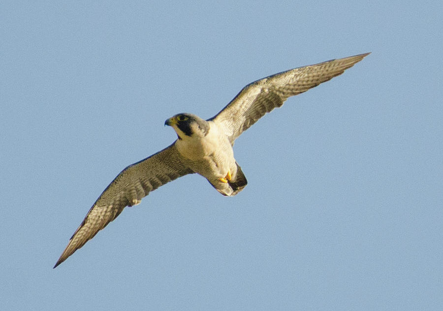 Falcon Photograph - Peregrine #2 by Judd Nathan