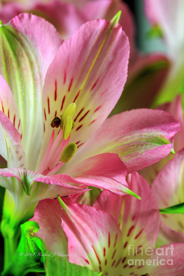 Peruvian Lilies In Bloom #3 Photograph by Richard J Thompson