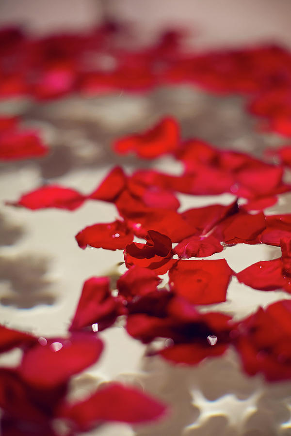 Petals Of Red Roses In A White Bathroom With Black Tiles Photograph by ...