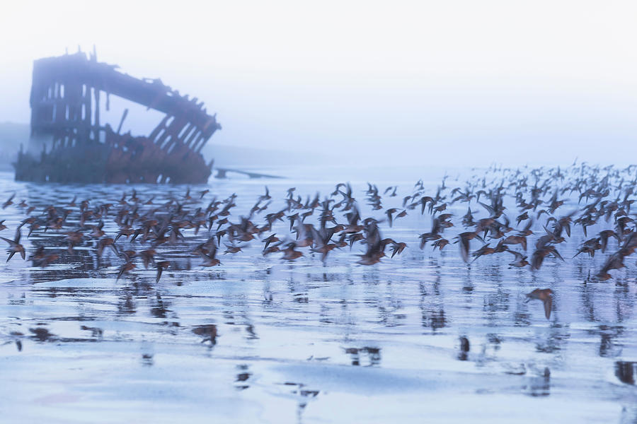 Peter Iredale Shipwreck #2 Photograph by Scott Slone