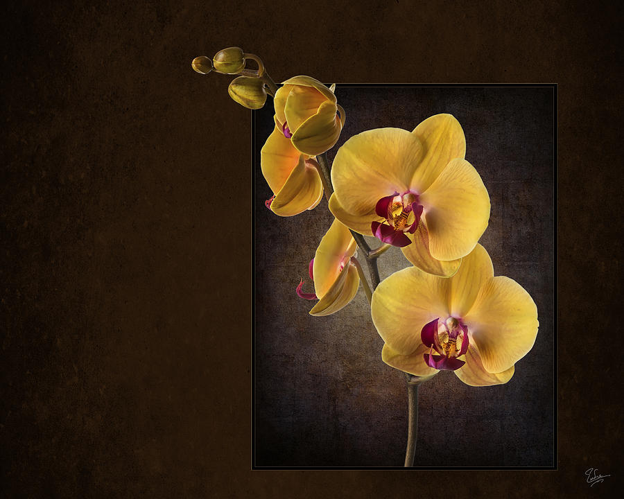 Phalaenopsis Orchid #2 Photograph by Endre Balogh