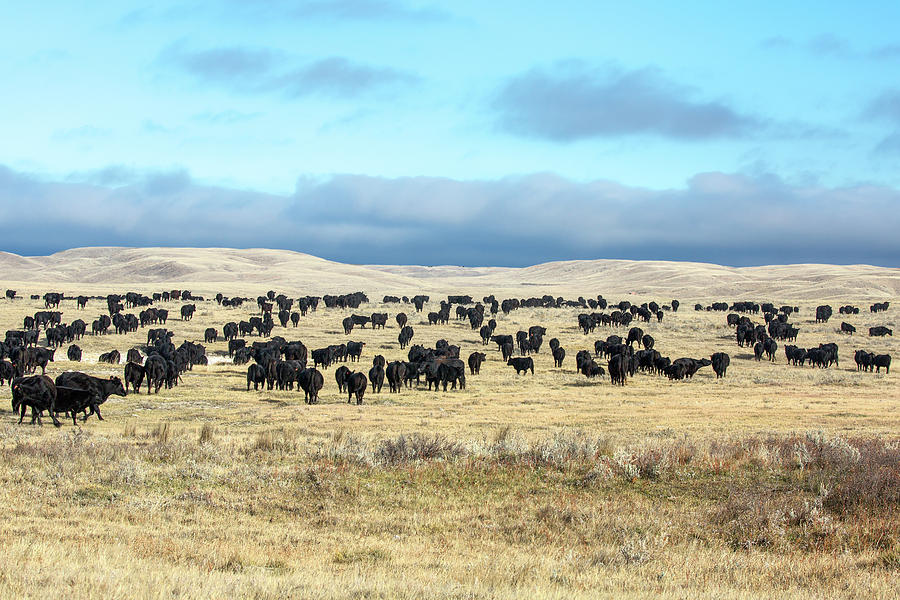 Cow Photograph - A Herd Gathers by Todd Klassy