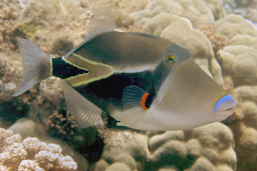 Picasso Triggerfish #2 Photograph by Dave Fleetham - Printscapes