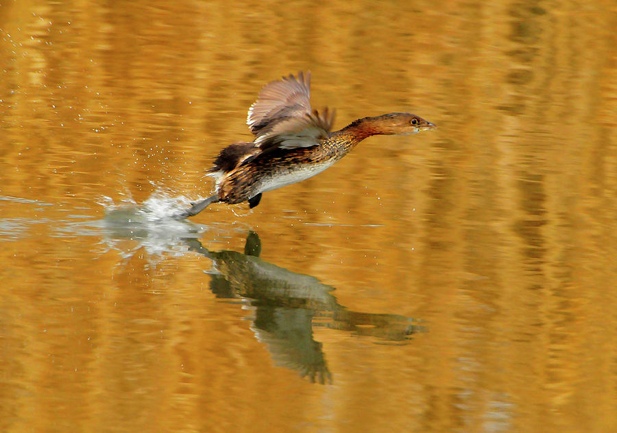 Duck Photograph - Pie Billed Grebe #2 by Dennis Hammer