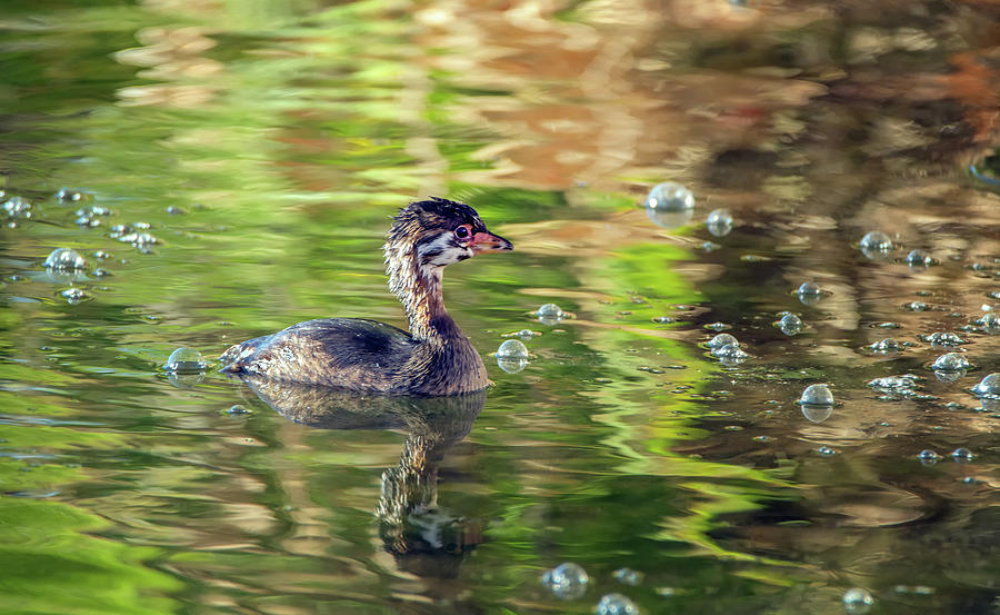 Pied-billed Grebe Bubbles #2 Photograph by Tam Ryan