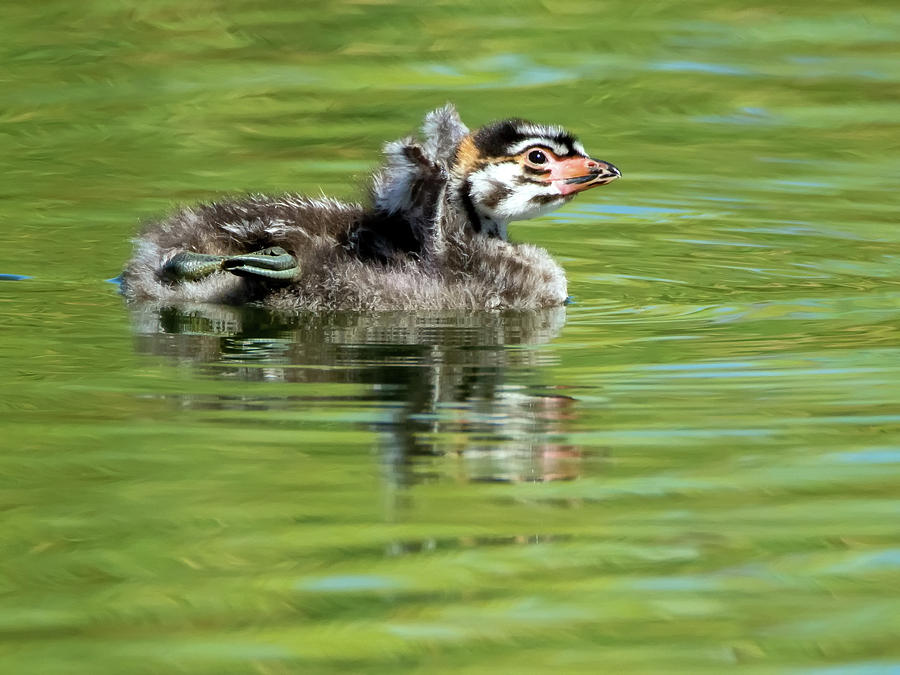 Pied-billed Grebe Juvenile #3 Photograph by Tam Ryan