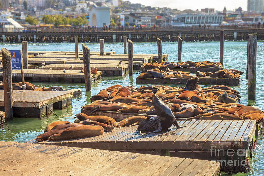 Pier 39 Sea lions #2 Photograph by Benny Marty