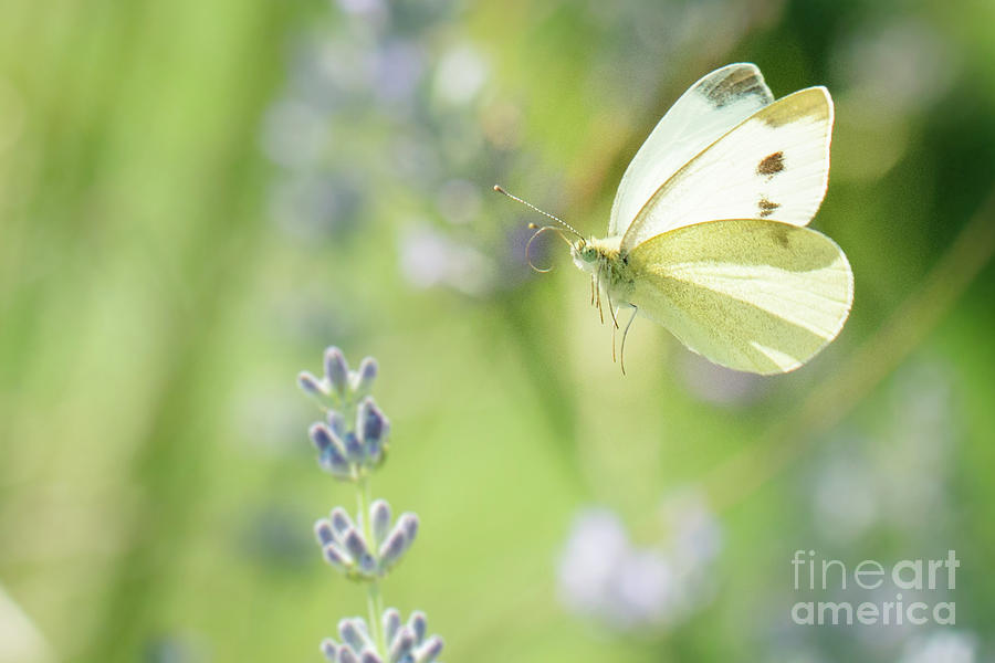 Pieris brassicae, the large white, also called cabbage butterfly Photograph by Amanda Mohler