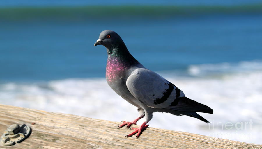 Pigeon #2 Photograph by Henrik Lehnerer