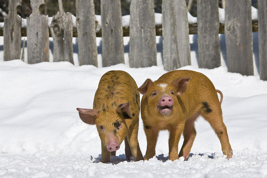 Piglets In The Snow #2 Photograph by Jean-Louis Klein & Marie-Luce Hubert