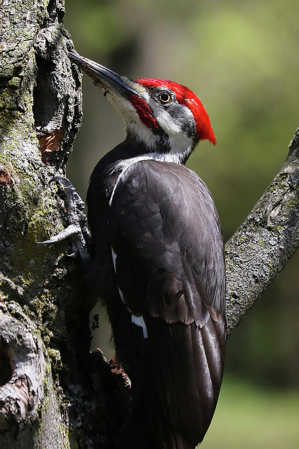 Pileated Woodpecker #4 Photograph by Doris Potter