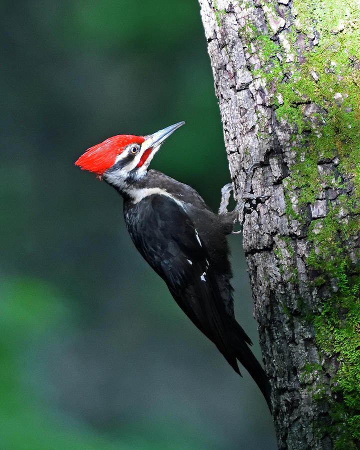 Pileated Woodpecker On Tree Photograph