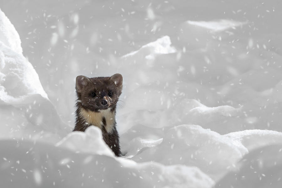 Pine Marten in the Snow #2 Photograph by Arterra Picture Library