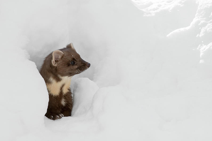 Pine Marten in Winter #2 Photograph by Arterra Picture Library